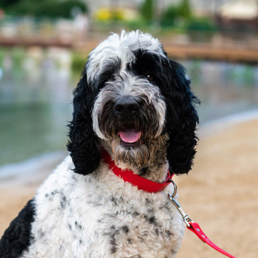 Black and white doodle in 1" red waterproof buckle collar with matching leash